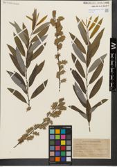 Foto von Salix humilis Marshall x Salix sericea Marshall